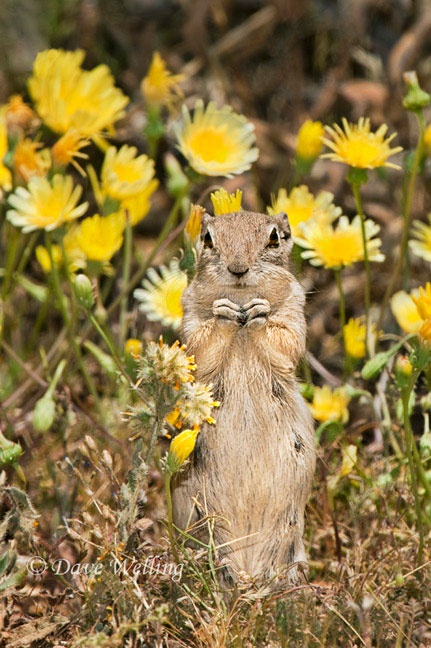 Fill-Flash for Wildlife Photographyarticle featured image thumbnail.