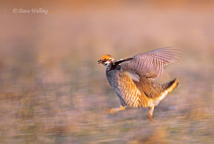 panning shot of birds