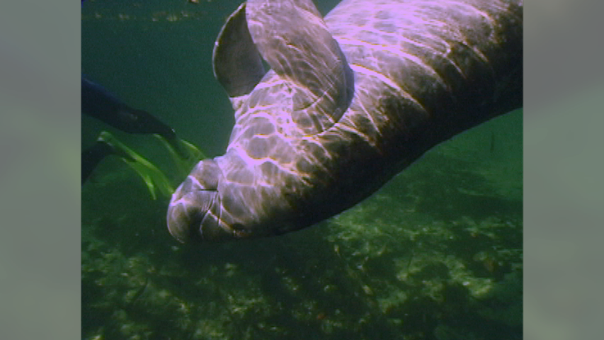 Why Photography Manatees