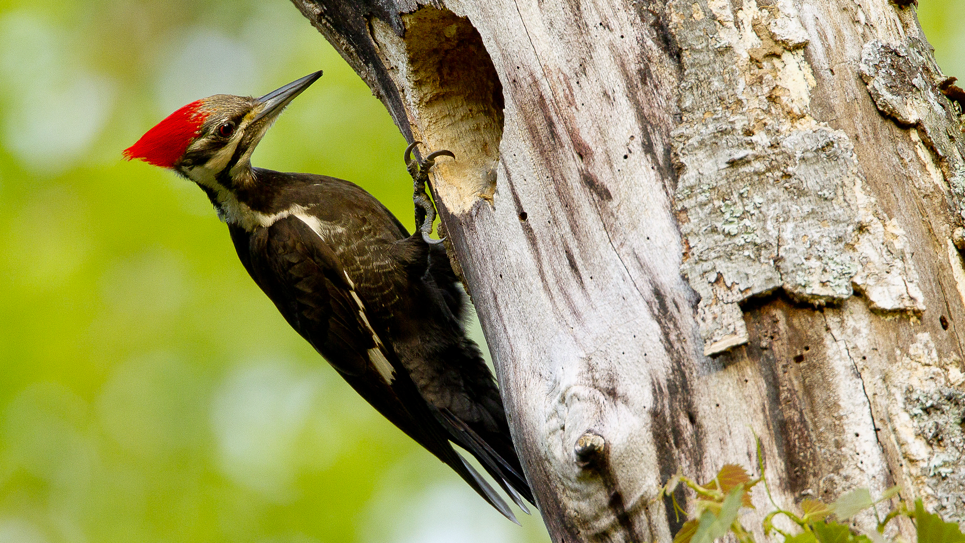 Photographing Pileated Woodpeckers from a Blind