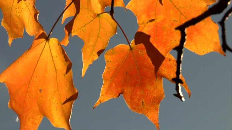 Considerations in Fall Photographyproduct featured image thumbnail.