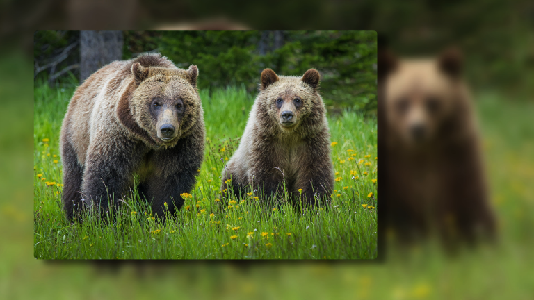 Wildlife Photography: Capturing Grizzly Bears – Course Previewproduct featured image thumbnail.