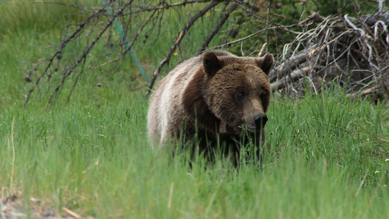 Photographing Grizzly Bears in the Northern Rockies product featured image thumbnail.