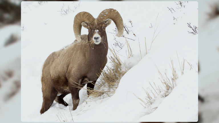 Photographing Bull Elk, Antelopes, and Bighorn Sheep product featured image thumbnail.