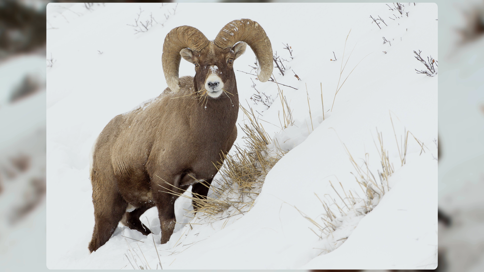 Animal in the snow