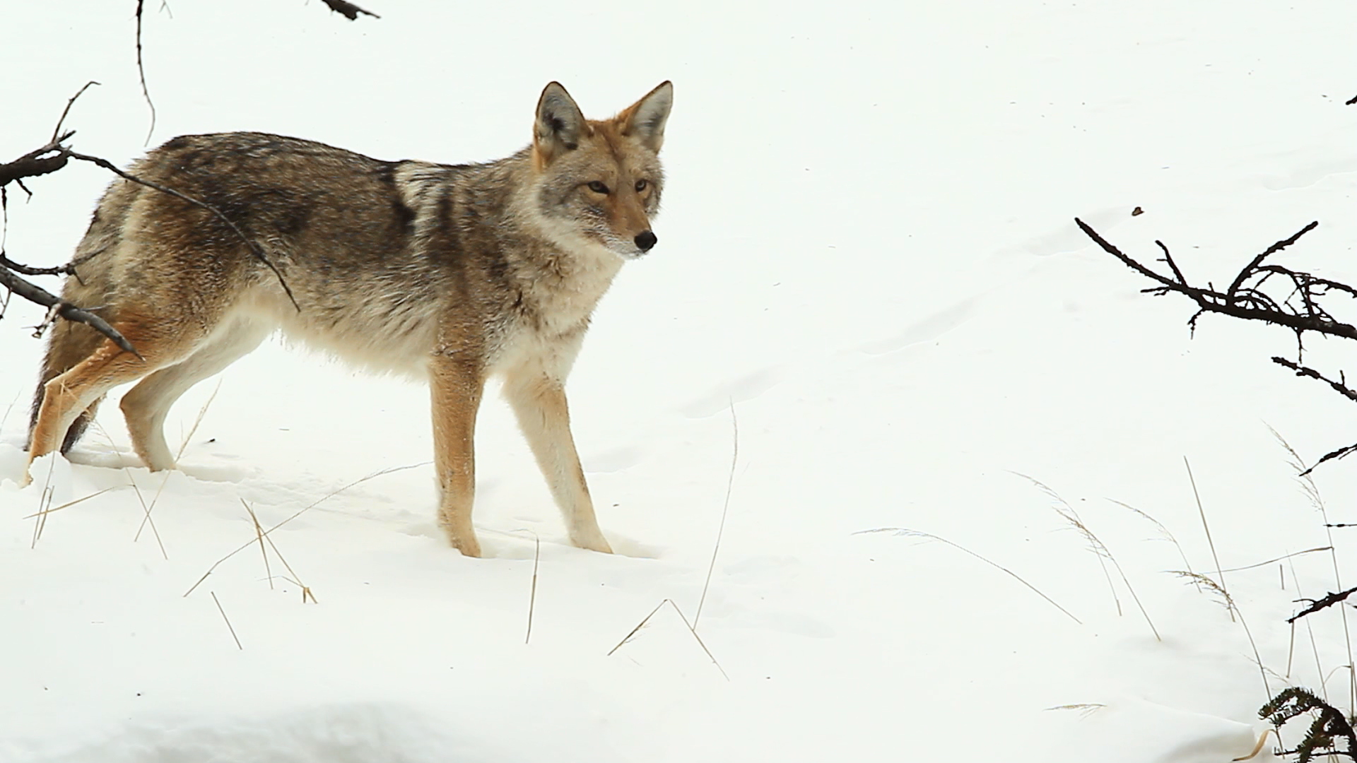Coyote in the snow