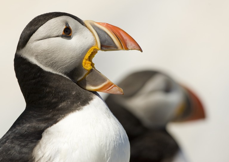 Wildlife Photography Course on Atlantic Puffins - Course Preview