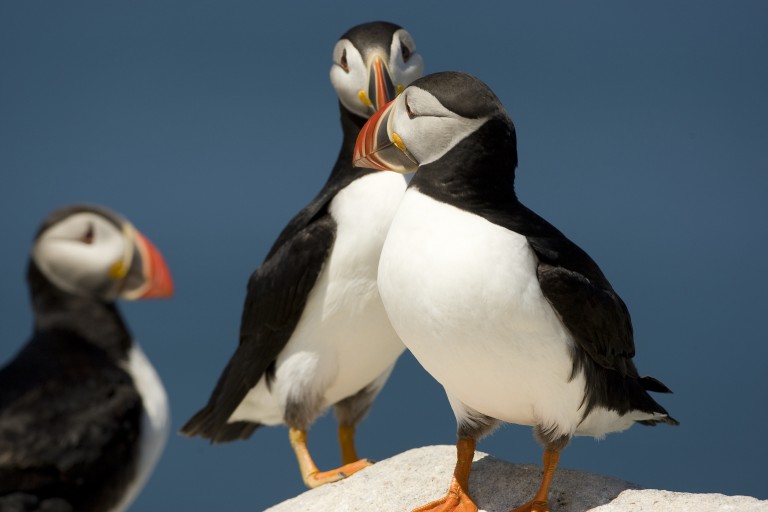 Background on Atlantic Puffins