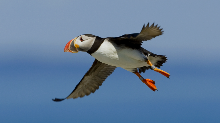 Considerations when Photographing Puffins