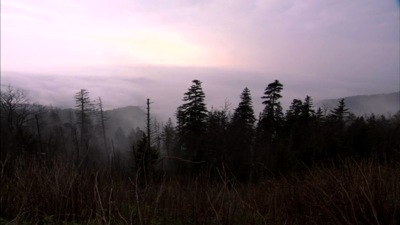 Forest with a foggy sky