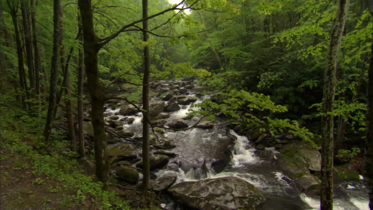 Long Exposure Photography in the Great Smoky Mountains product featured image thumbnail.