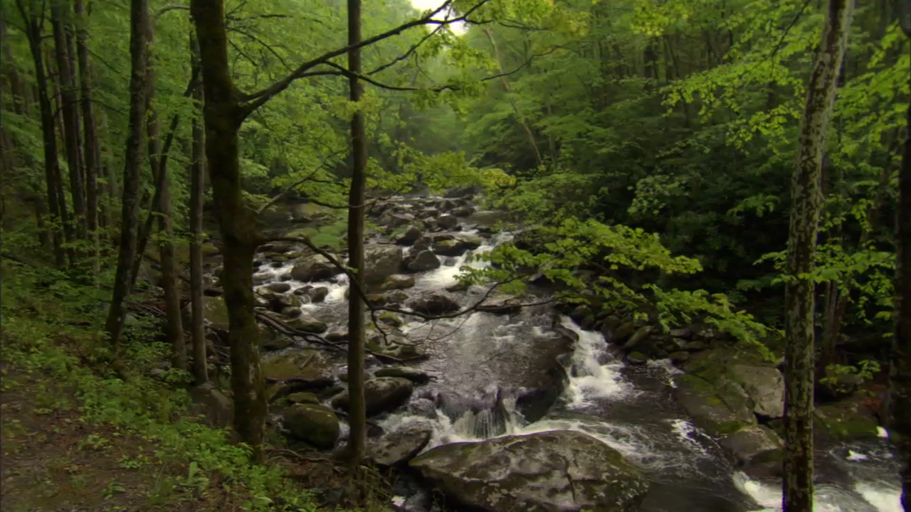 Stream in a forest