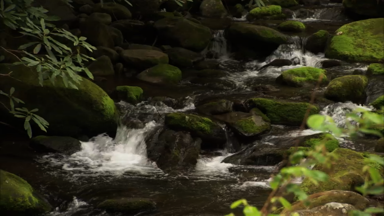 Stream in the forest with mossy rocks