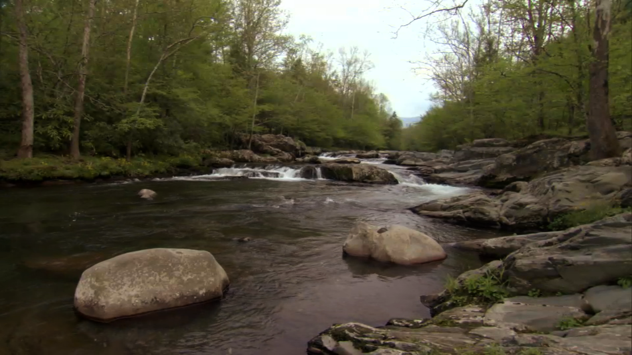 Stream in a forest