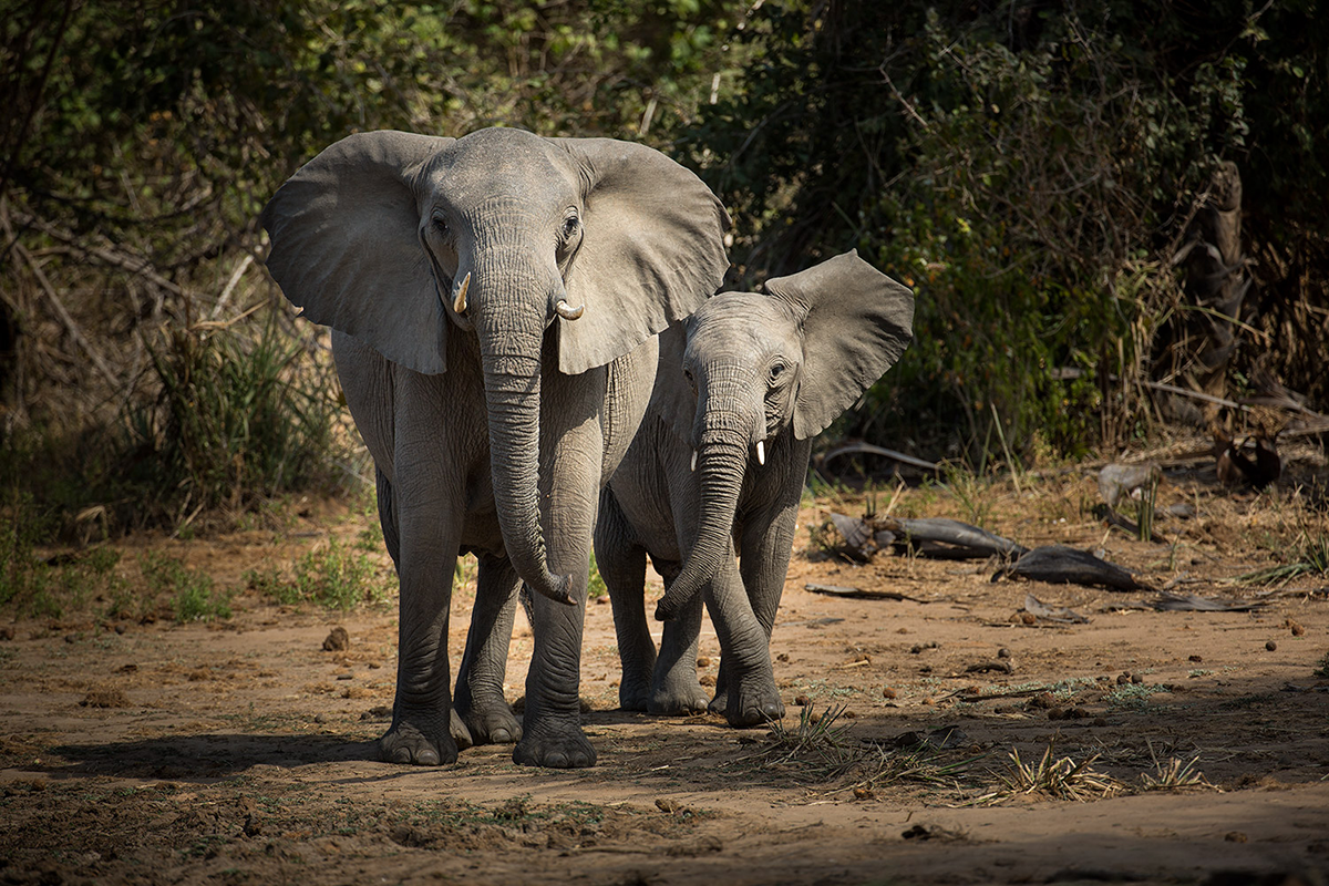 Elephants shot with Auto ISO