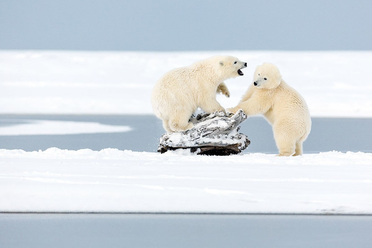 Polar Bear Cubs shot with Auto ISO