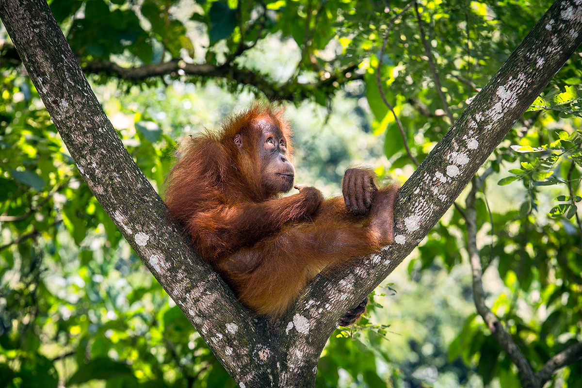 orangutan-3