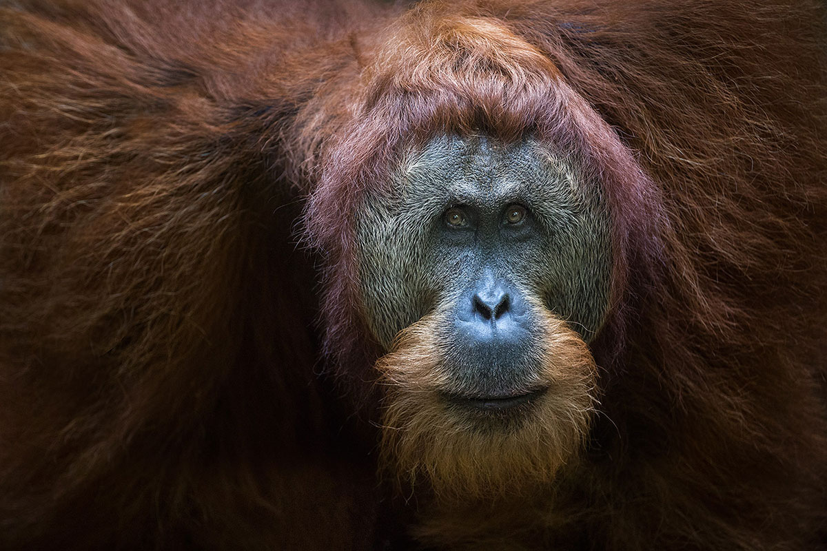 orangutan-1