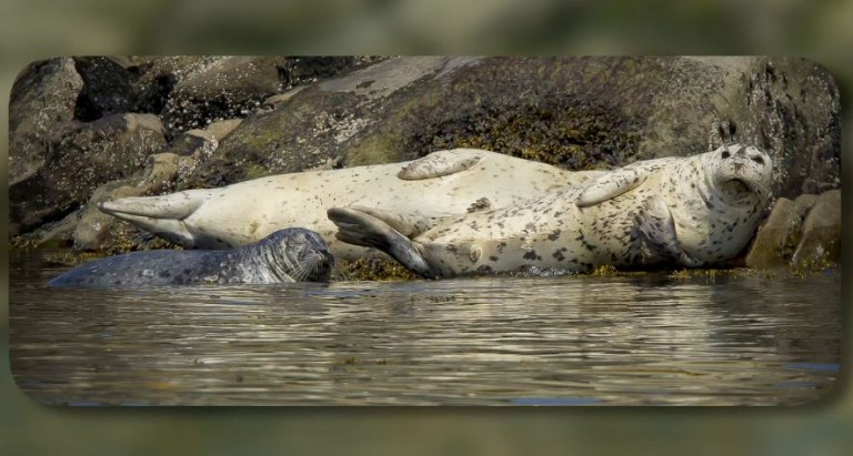 Washington’s Coastal Wildlife Video Download