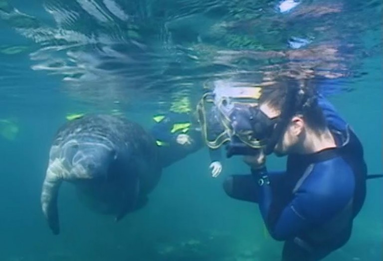 Underwater Photography Video Download