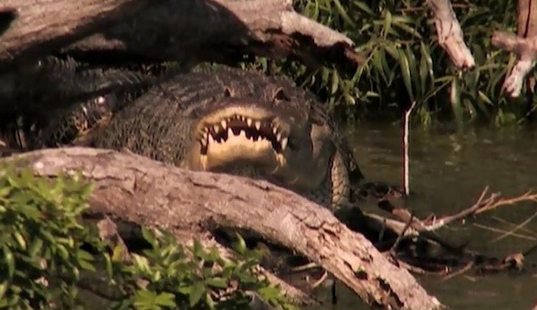 Wildlife Encounters Along the Florida Gulf Coast Video Download
