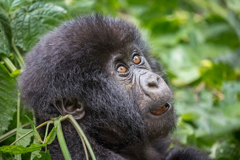 Trekking with Mountain Gorillas in Virunga National Park, Congoarticle featured image thumbnail.