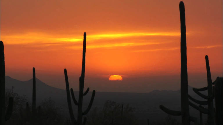 Saguaro National Park: Bountiful Life in a Barren Landscapeproduct featured image thumbnail.