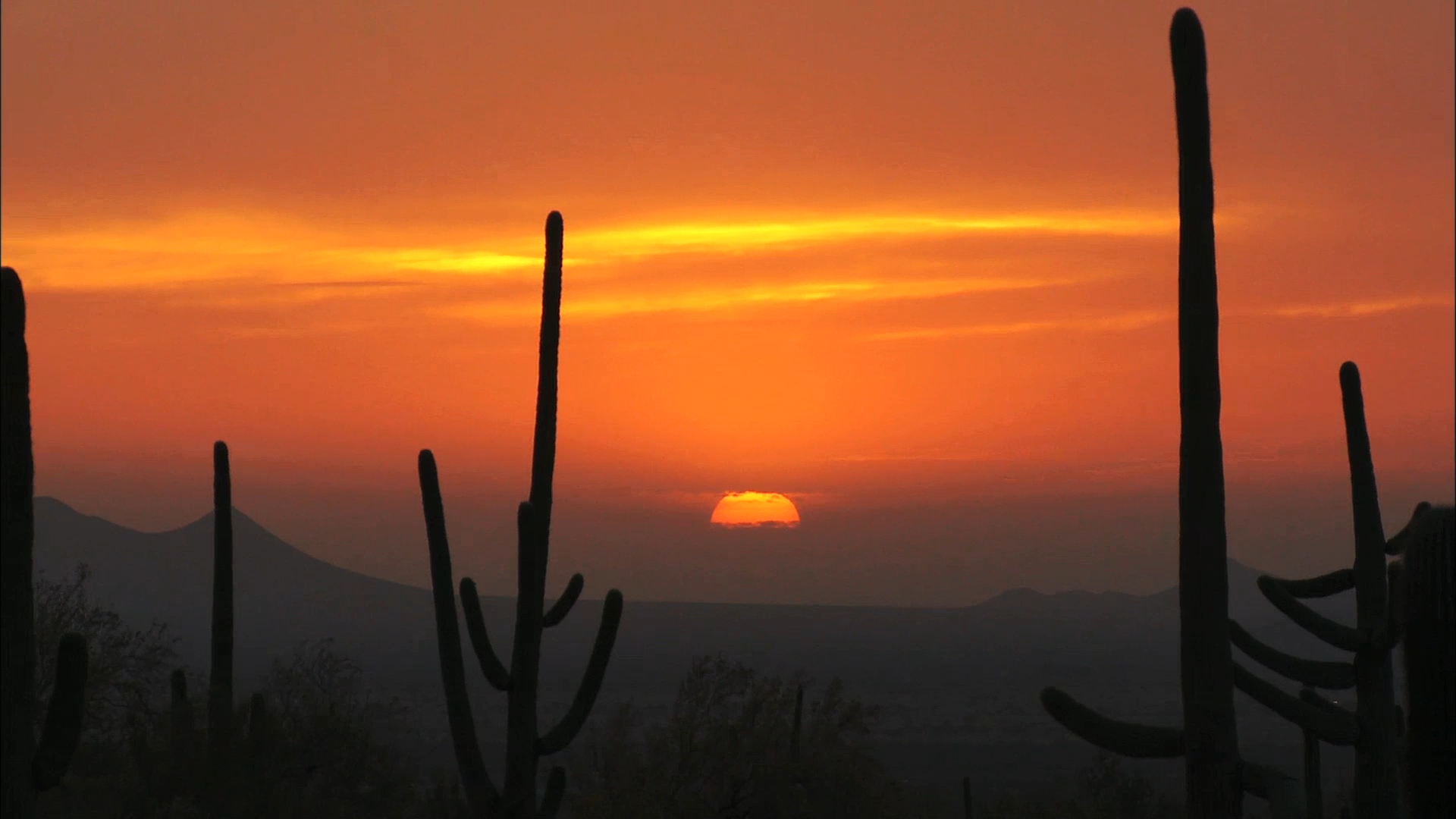 Saguaro National Park: Bountiful Life in a Barren Landscape | RV Repair