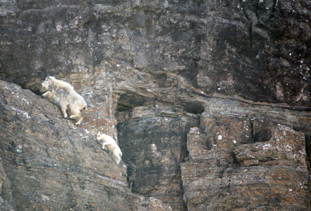 Sheep on a mountain side