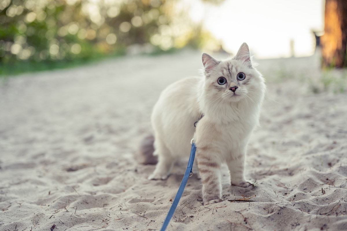 White cat in the sand