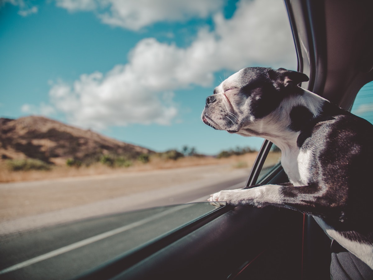 Dog looking out a car window