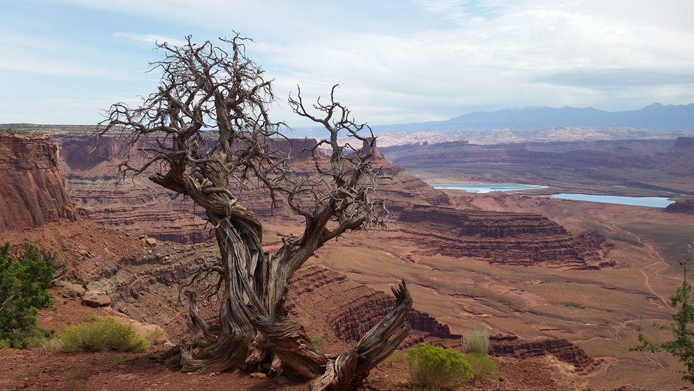 On the Road with Sue: Dead Horse Point State Parkarticle featured image thumbnail.