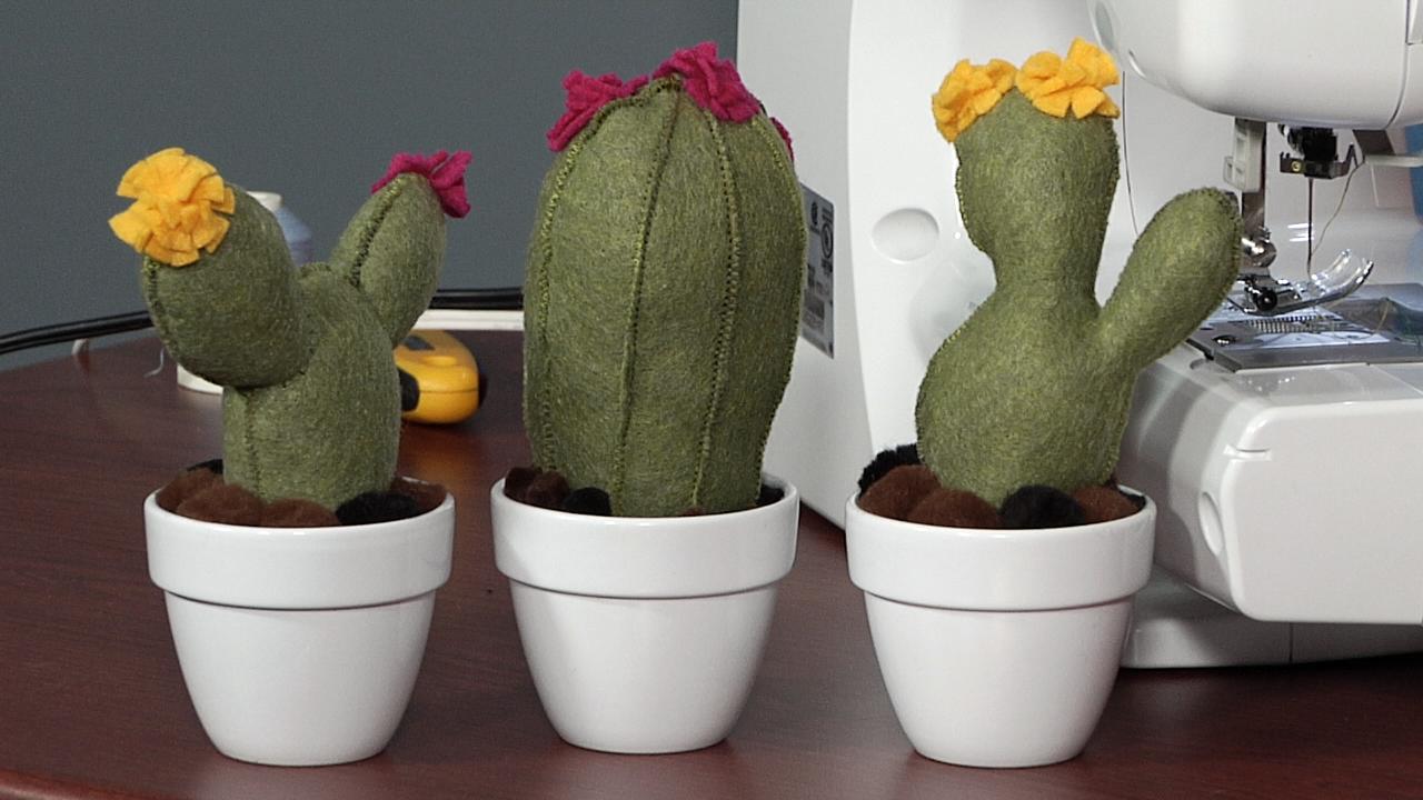 Cactus pincushions