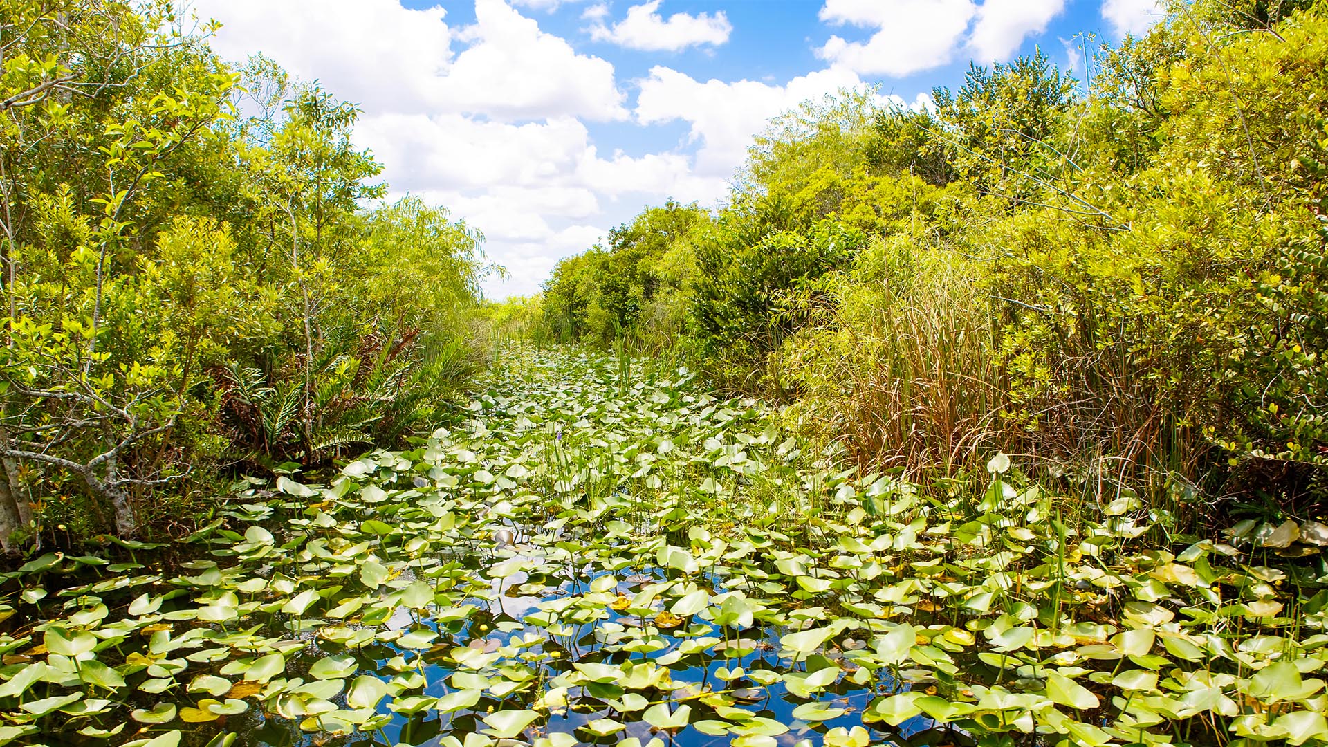 Americas 58 National Parks Everglades National Park - 