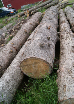 Turning Logs into Wood Flooring