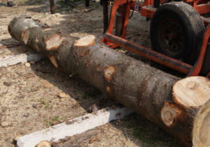 Turning Logs into Wood Flooring