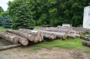 Turning Logs into Wood Flooring